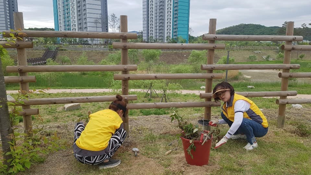 190518 소확행-환경(회천4동 장미꽃심기) (3).jpg