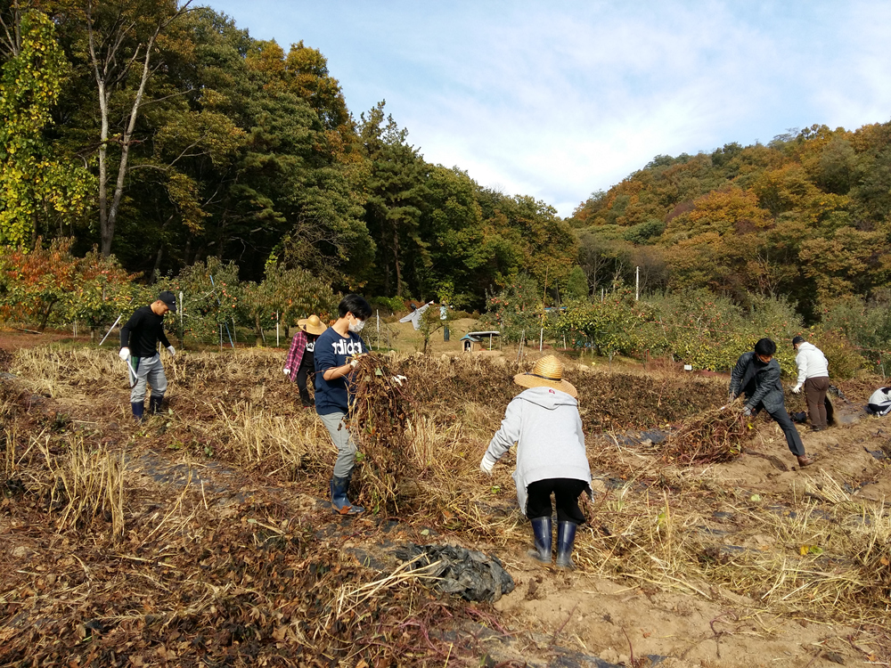 201025 아름드리가족봉사단행복나눔고구마수확 (2).jpg
