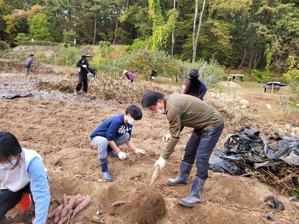201025 아름드리가족봉사단행복나눔고구마수확 (7).jpg