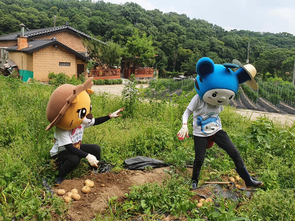210702 감자나눗셈 감자수확 (2).jpg
