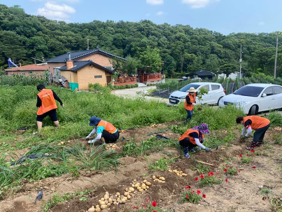 210702 감자나눗셈 감자수확 (5).jpg