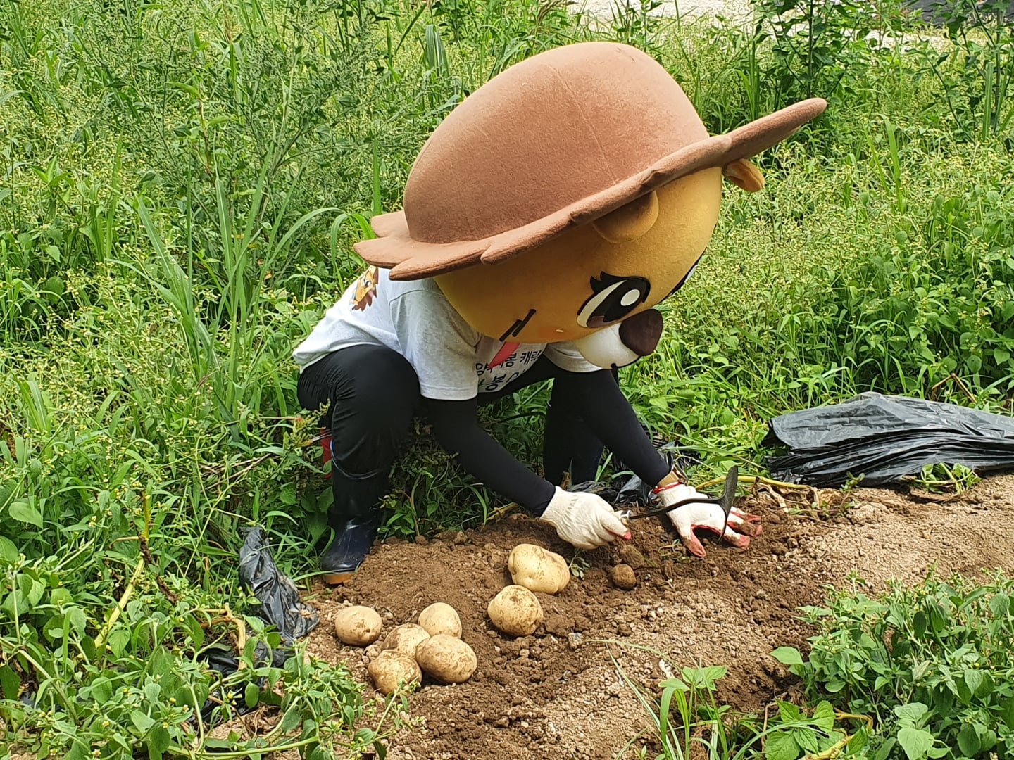 210702 감자나눗셈 감자수확 (9).jpg