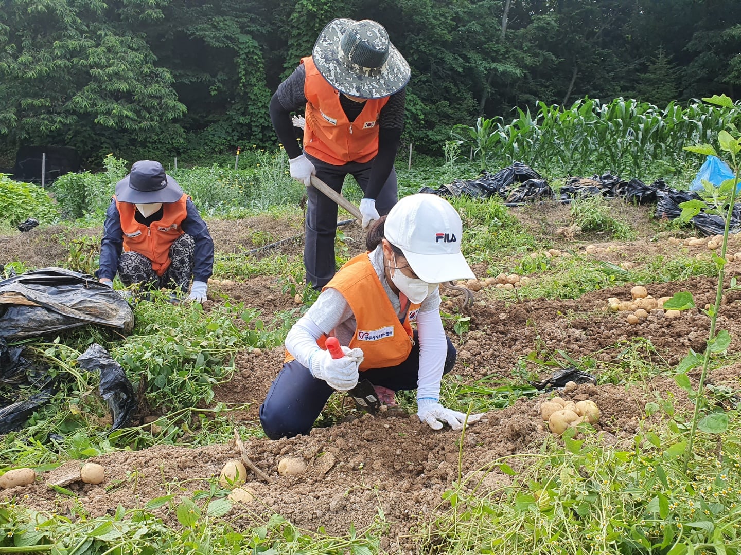 210702 감자나눗셈 감자수확 (10).jpg