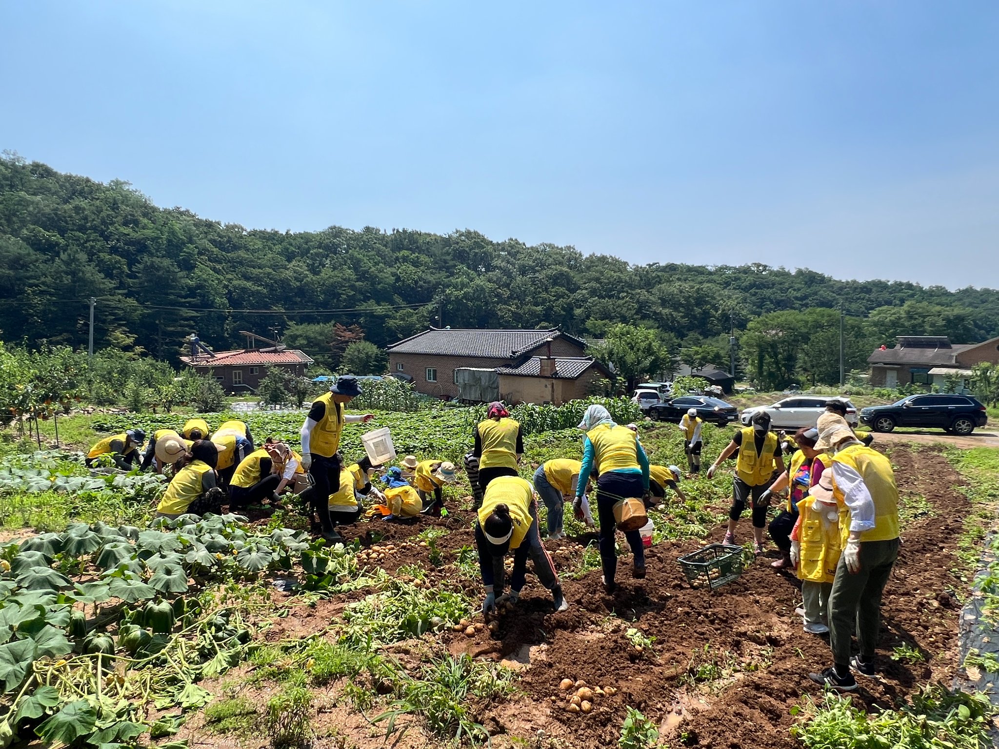 220702 땅속보물찾기,감자수확 (16).jpg