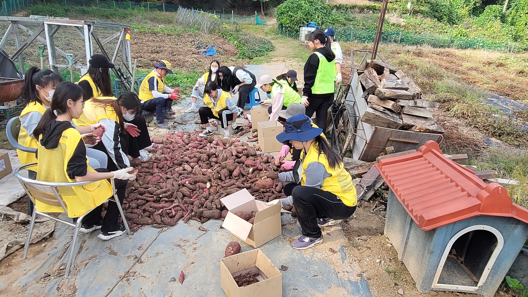 221016 가족봉사단연합사랑나눔고구마수확 (13).jpg