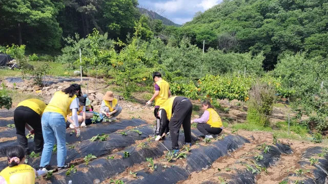 BandiView_BandiView_230520 고구마심기프로젝트 (3).jpg